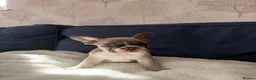 French Bulldog dogs for sale: 3 stunning french bulldogs in Grays - Advert 4