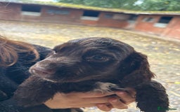 Cocker Spaniel dogs for sale: Beautiful cocker spaniel puppies❤️ - Image 5