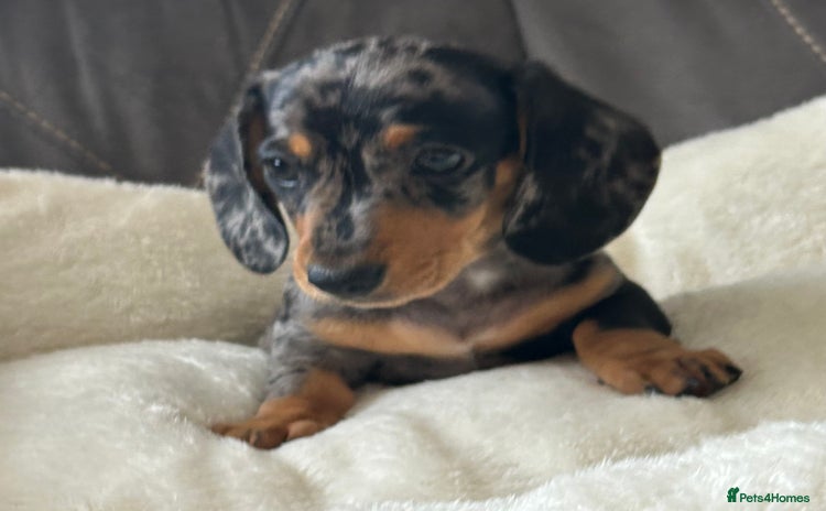 Miniature Dachshund dogs - Advert 3
