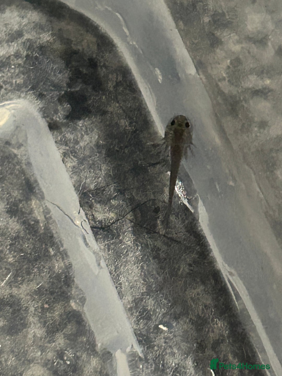 Axolotl reptiles for sale:  Axolotl eggs  - Advert 6