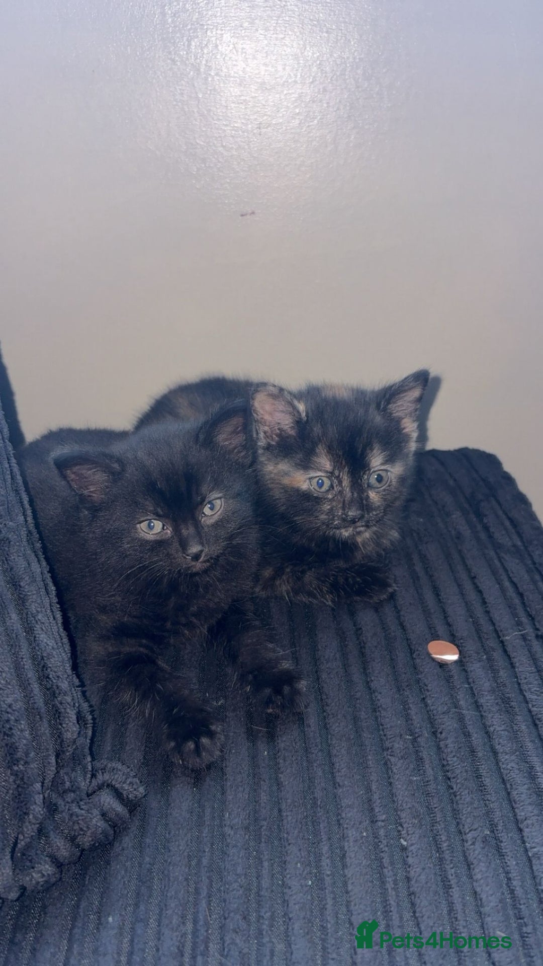 Ragdoll cats for sale: 3 ragdoll cross kittens  - Advert 2