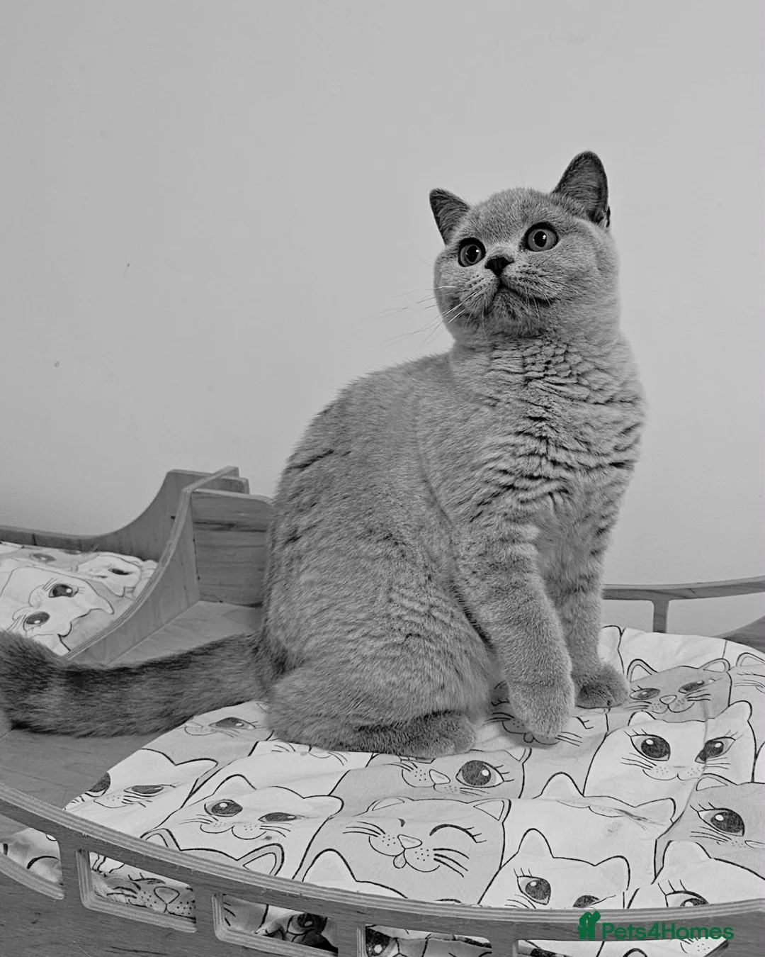 British Shorthair cats for sale: Truly beautiful British Shorthair kittens NEUTERED - Advert 2