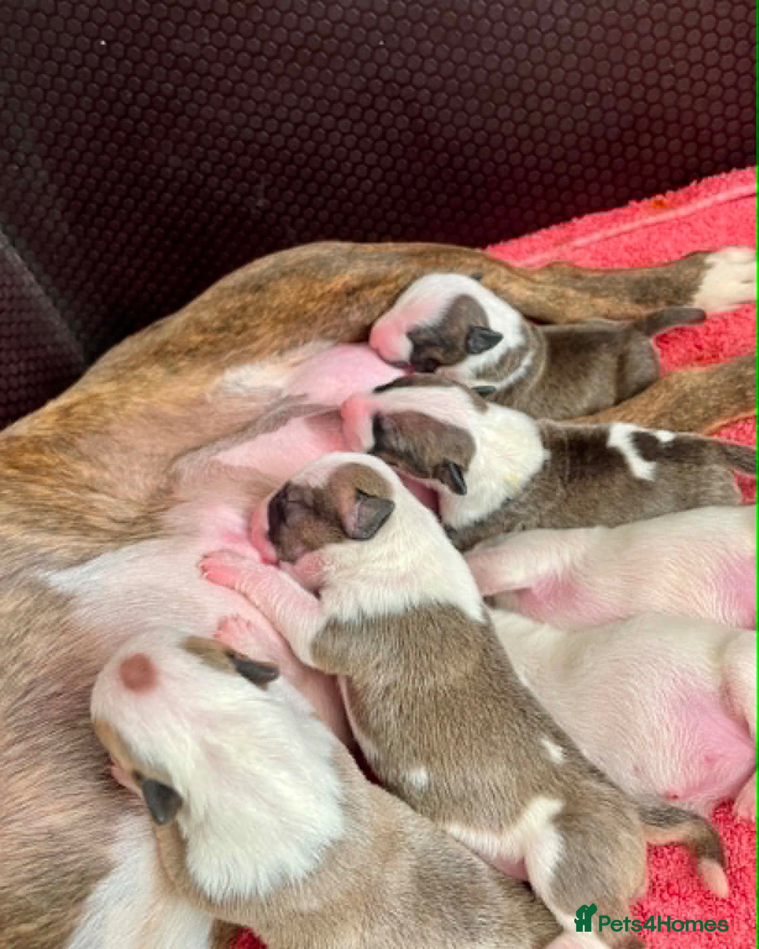 Bull Terrier dogs Champion bred healthy, chunky, friendly BT puppies - Advert 1