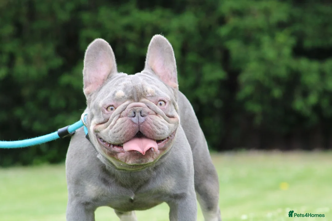 French Bulldog dogs for stud: Lilac and tan French bulldog stud in Basildon - Advert 2