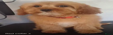 Cavapoo 1