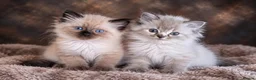 Ragdoll cats for sale: Ragdoll kittens READY NOW - Advert 1