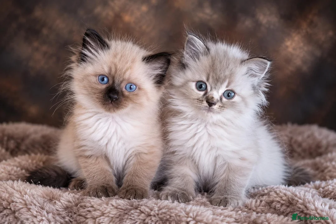 Ragdoll cats for sale: Ragdoll kittens READY NOW - Advert 1