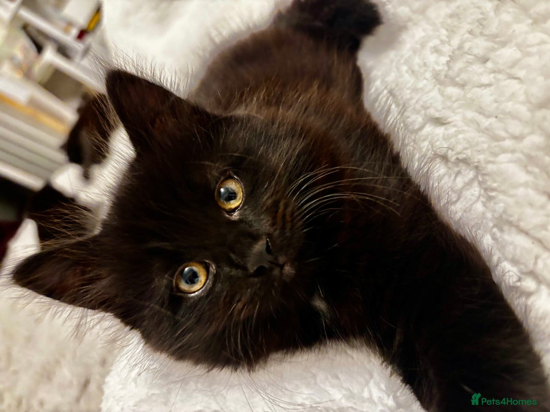 Mixed Breed cats for sale: Very fluffy, playful kittens - Advert 15