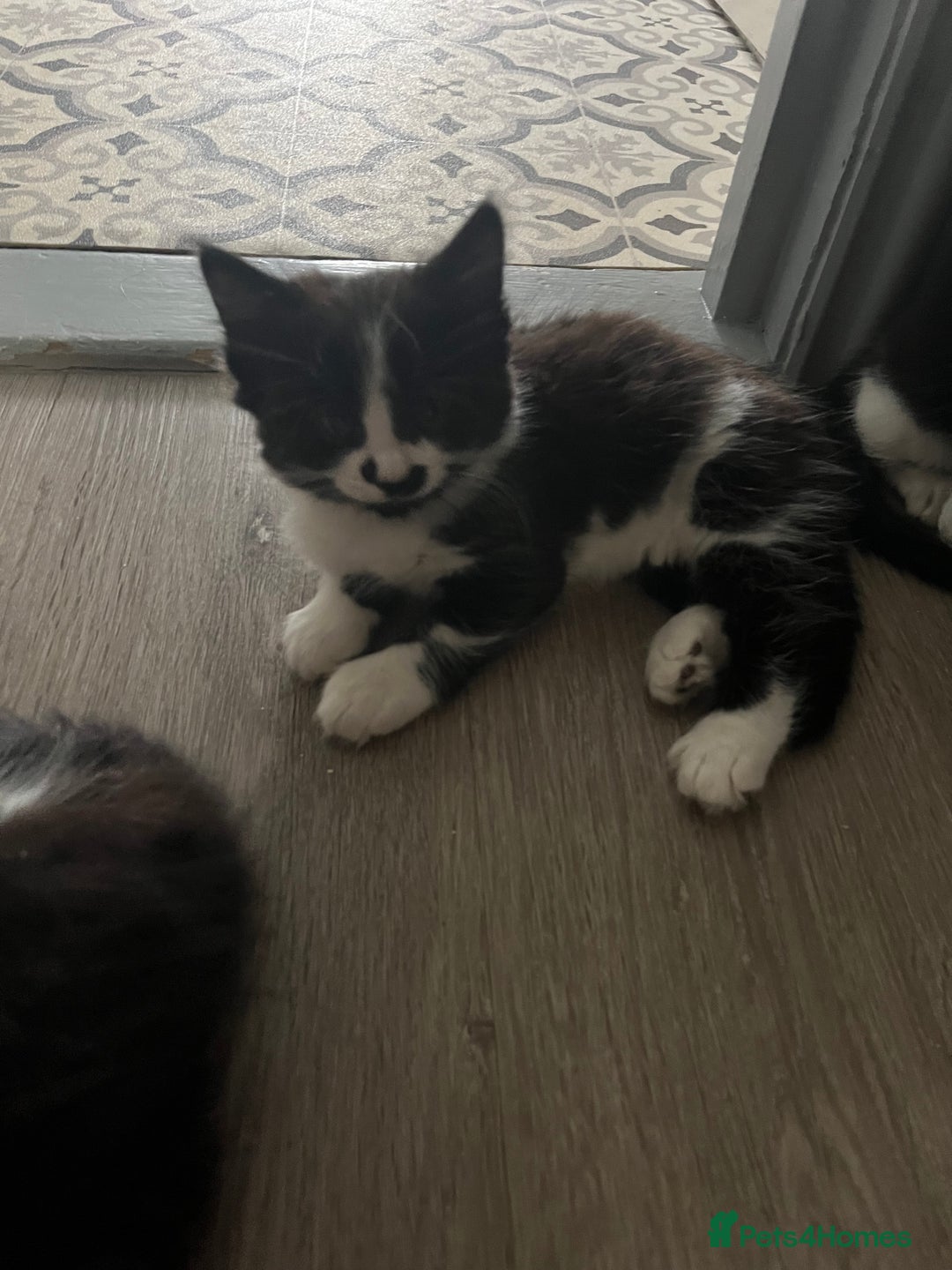 Mixed Breed cats for sale: 4 Beautiful fluffy Black & White kittens  - Image 2