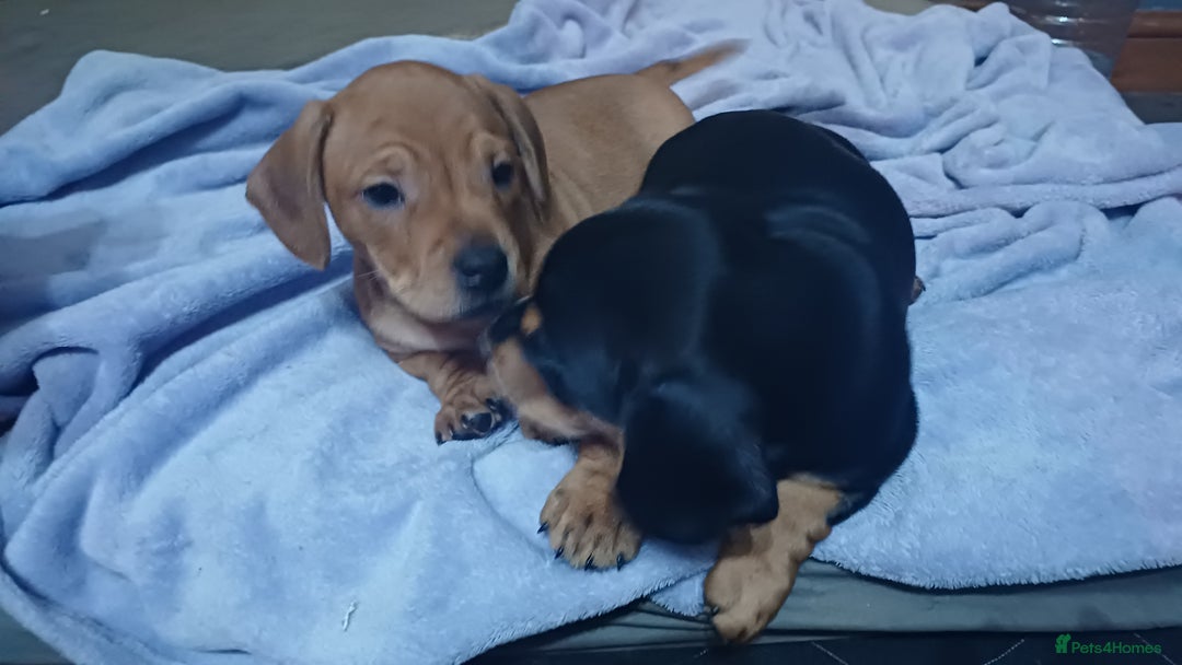 Mixed Breed dogs for sale: Miniature dachshund cross french bulldog - Advert 6