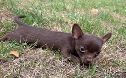 Chorkie dogs for sale: Chorkie puppies for forever homes  - Image 11
