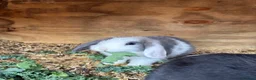 Mini Lop rabbits for sale: Baby mini lops / lion lops - Advert 5