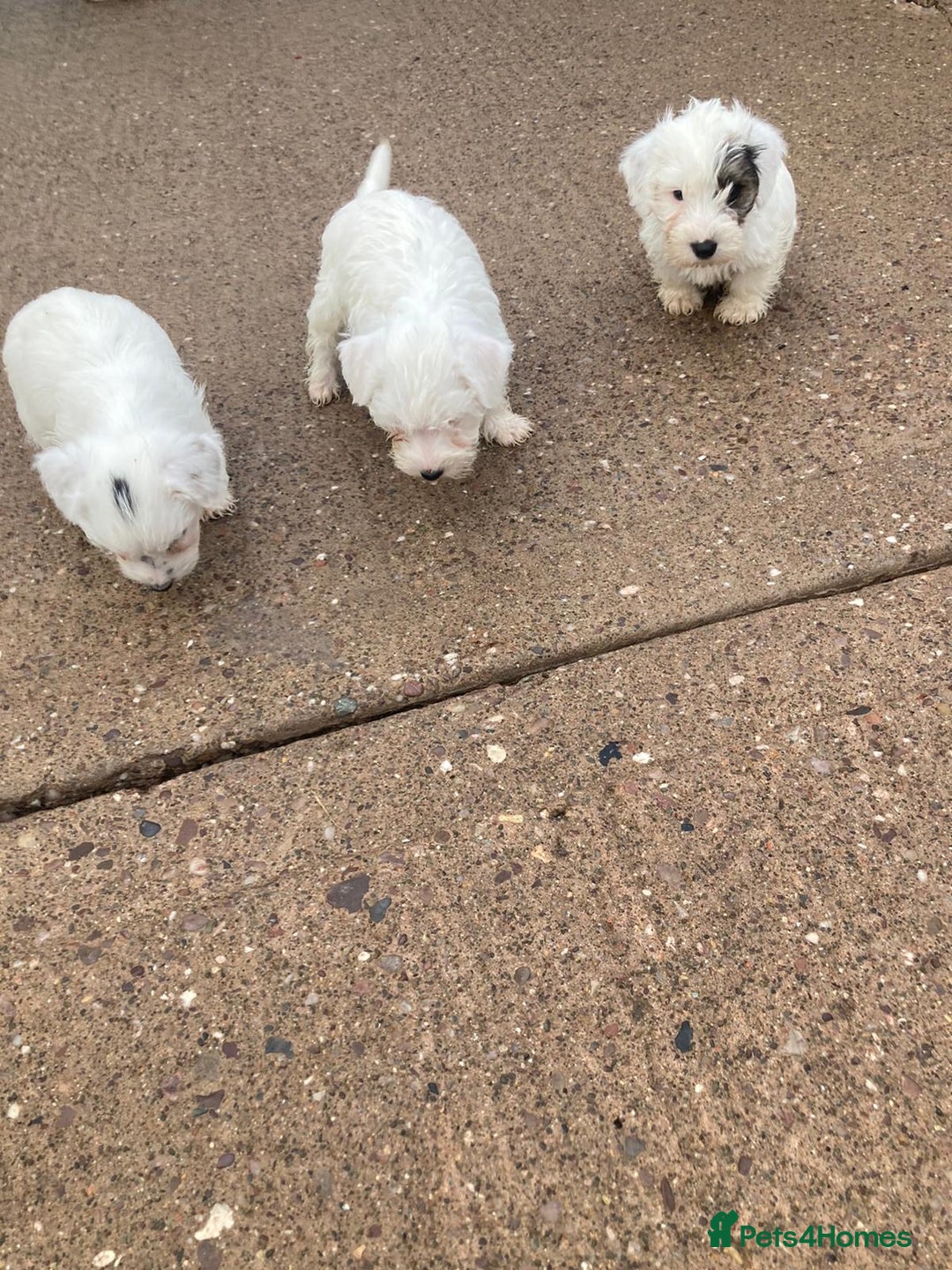 Mixed Breed dogs for sale: Lakeland crossed Sealyham terrier  - Advert 5