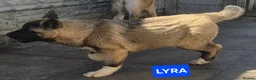 Akita dogs for sale: AMERICAN AKITA FEMALE (LAST ONE) - Advert 5