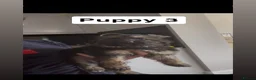 German Shepherd dogs for sale: German Shepherd Puppies  - Advert 7