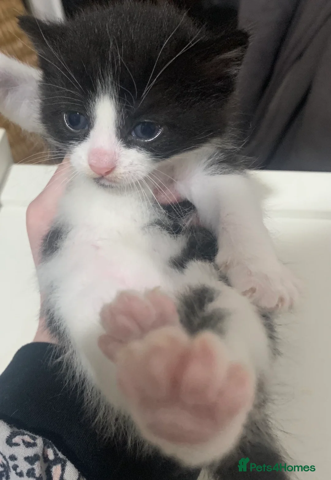 Mixed Breed cats for sale: Litter of kittens ready soon - Advert 3