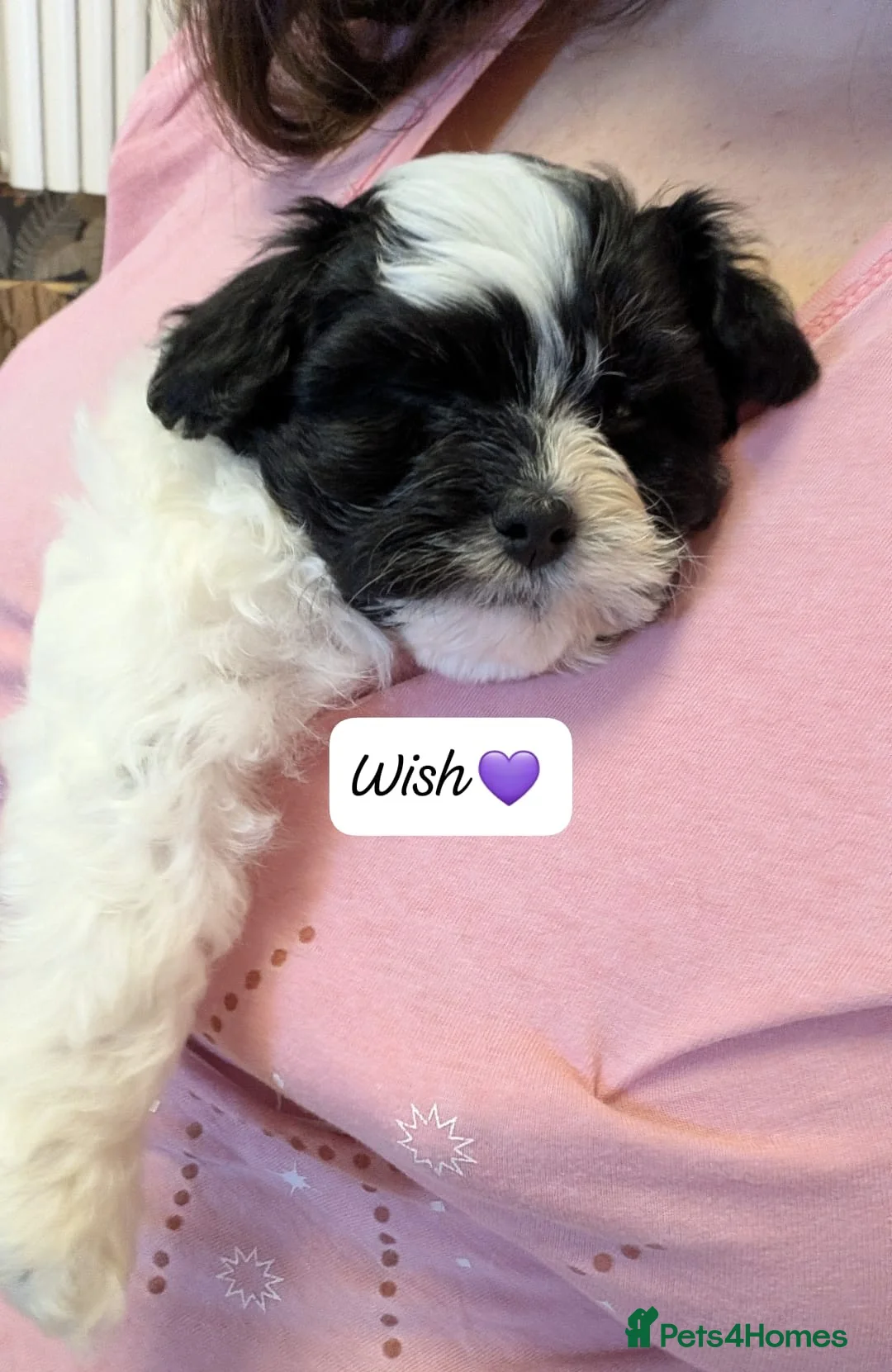 Chipoo dogs for sale: Chipoo Puppies - Advert 7