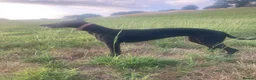 Whippet dogs for sale: 6 STUNNING WHIPPET PUPPIES - Advert 2