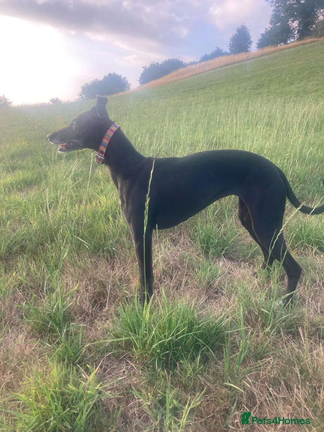 Whippet dogs for sale: 6 STUNNING WHIPPET PUPPIES - Advert 2