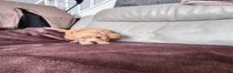 Toy Poodle dogs for sale: 5 Adorable Toy Poodle Puppies - Advert 17