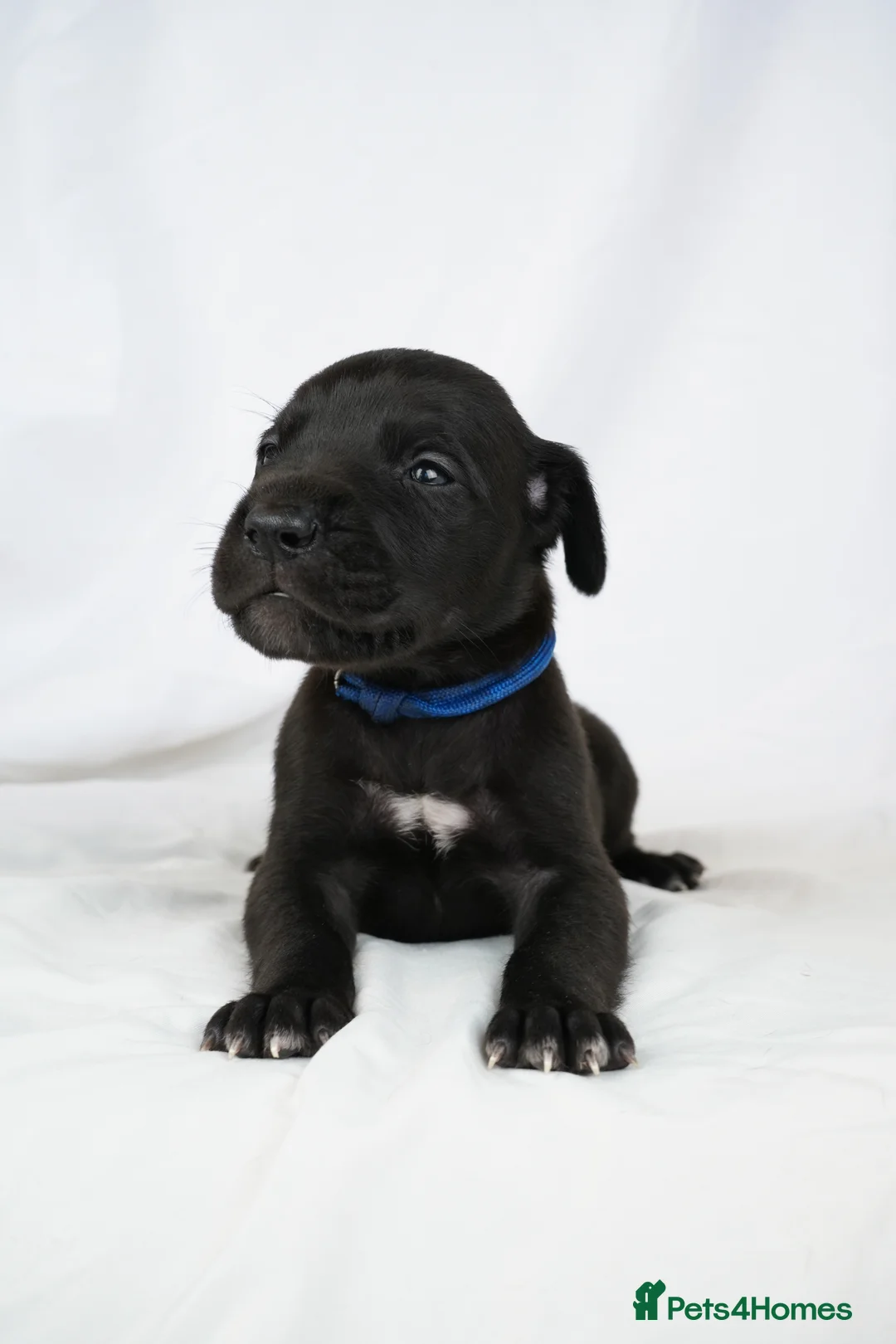 Great Dane dogs for sale: Health Tested KC reg Great Dane puppies - Advert 12