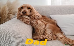 Cocker Spaniel dogs for sale: Show type cocker spaniel  - Image 11