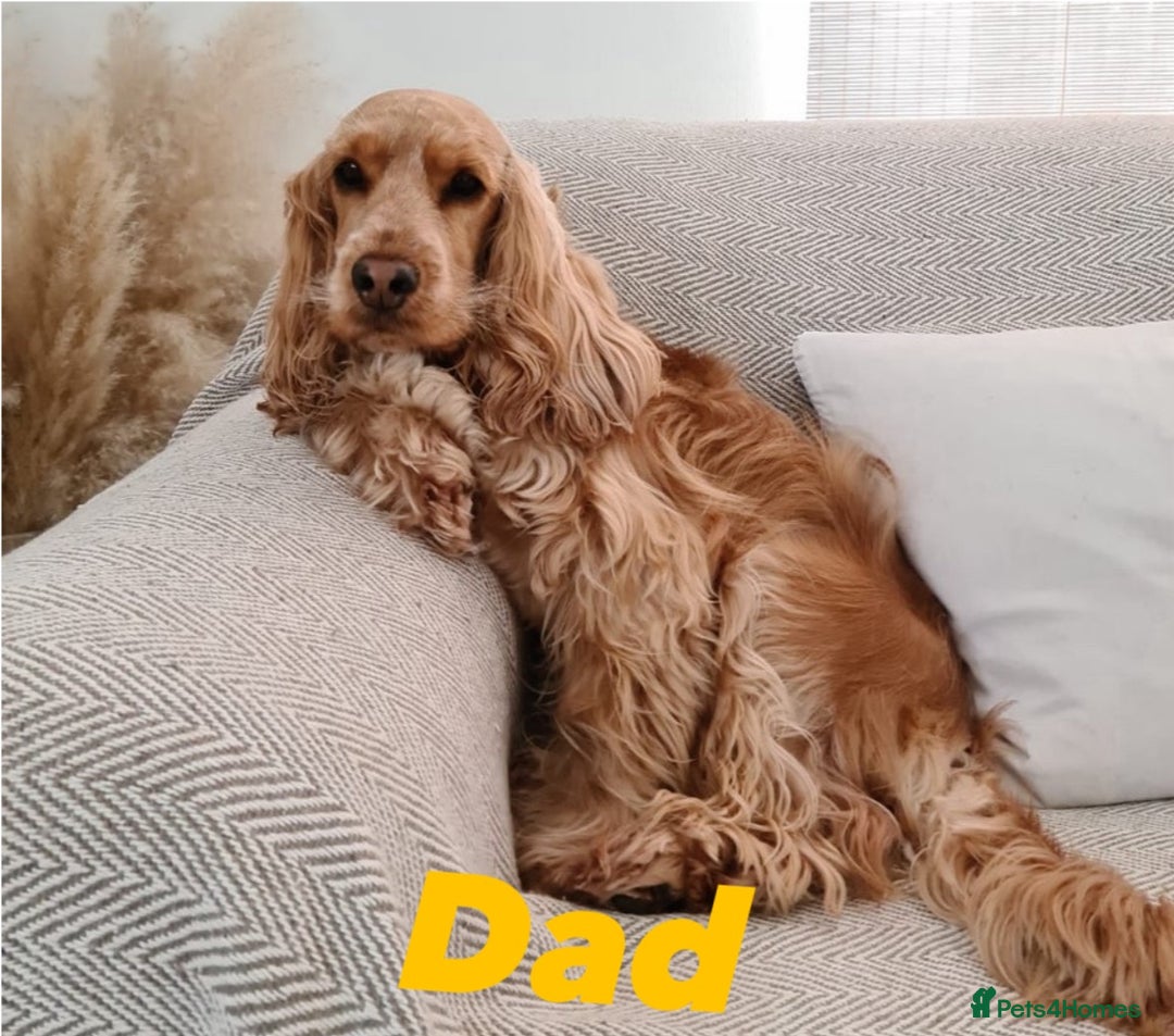 Cocker Spaniel dogs for sale: Show type cocker spaniel  - Image 11