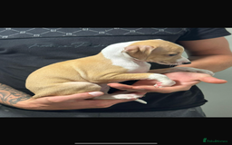 Italian Greyhound dogs for sale: Kc registered Italian greyhound puppies - Image 11