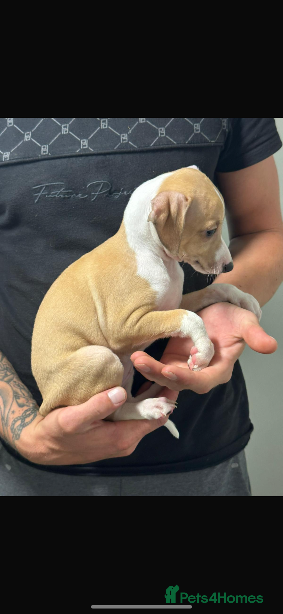 Italian Greyhound dogs for sale: Kc registered Italian greyhound puppies - Image 11