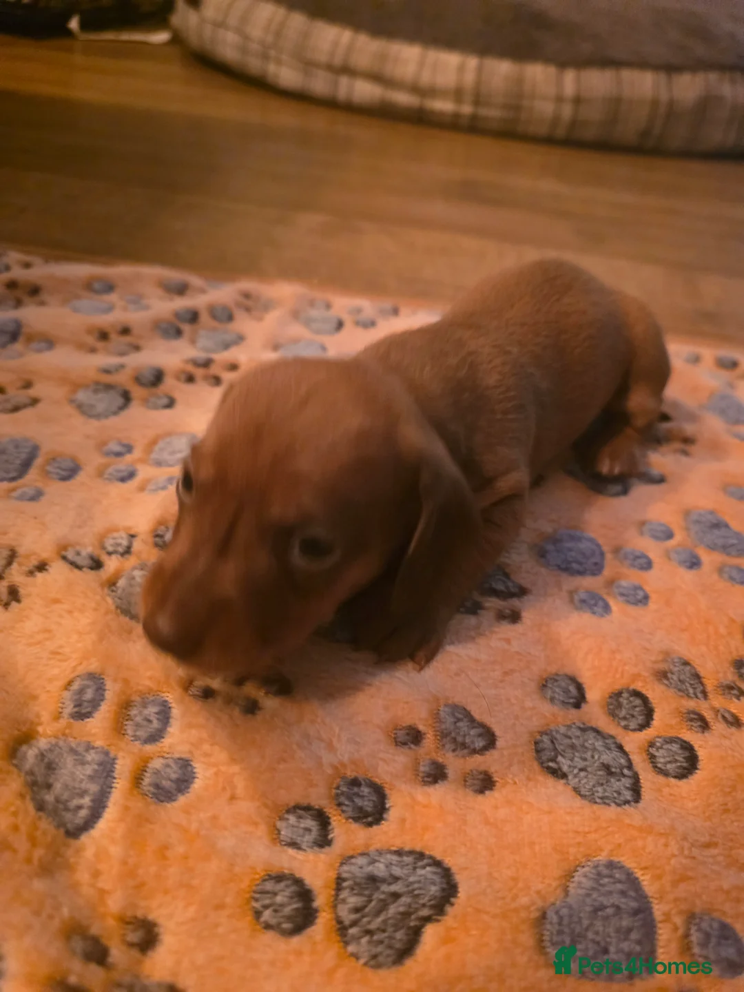 Miniature Dachshund dogs for sale: Miniature daschund puppies  - Advert 4