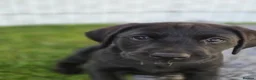 Labrador Retriever dogs for sale: KC FTCh Black Lab Boys - Elite Quality, Ready Now - Advert 20