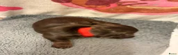 Miniature Dachshund dogs for sale: Longhaired Minature Dachshund - Advert 11