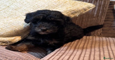 Chipoo dogs - Advert 9