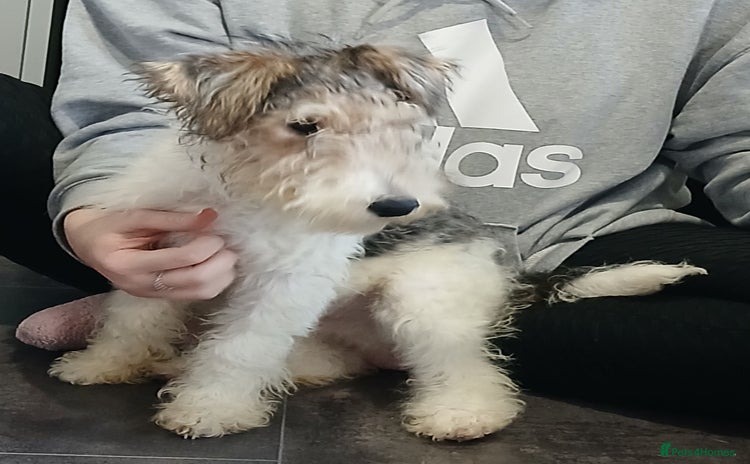 Fox Terrier dogs Wire Fox Terrier Male Puppy - 4 Months Old - Advert 10