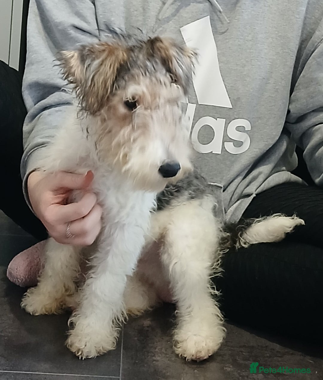 Fox Terrier dogs for sale: Wire Fox Terrier Male Puppy - 4 Months Old - Advert 1