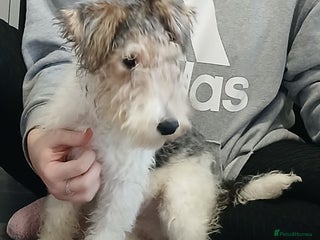 Fox Terrier dogs for sale: Wire Fox Terrier Male Puppy - 4 Months Old - Advert 1