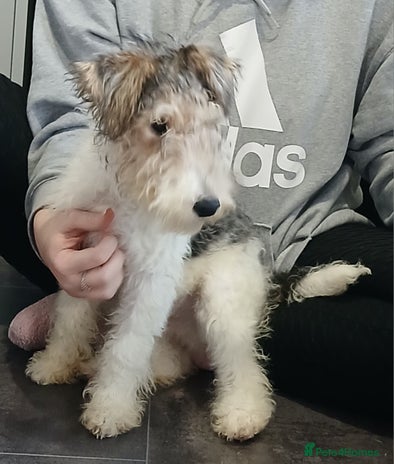 Fox Terrier dogs Wire Fox Terrier Male Puppy - 4 Months Old - Advert 1