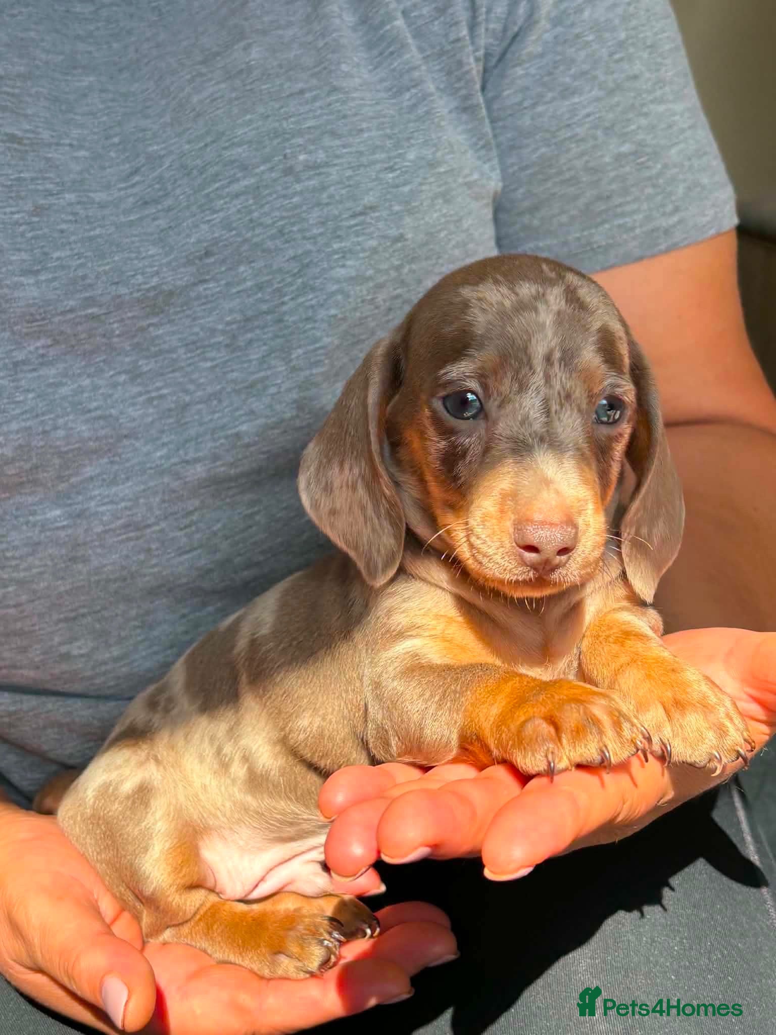 Miniature Dachshund dogs Miniature dachshund puppies - Advert 1