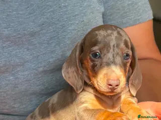 Miniature Dachshund dogs Miniature dachshund puppies - Advert 1
