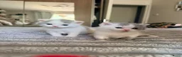British Shorthair cats for sale: Supreme stunning quality bsh for sale in Tamworth - Advert 7