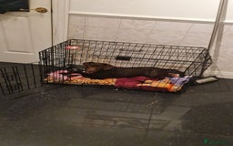 Patterjack dogs for sale: Meet Shelby, currently living in Rochdale - Image 3