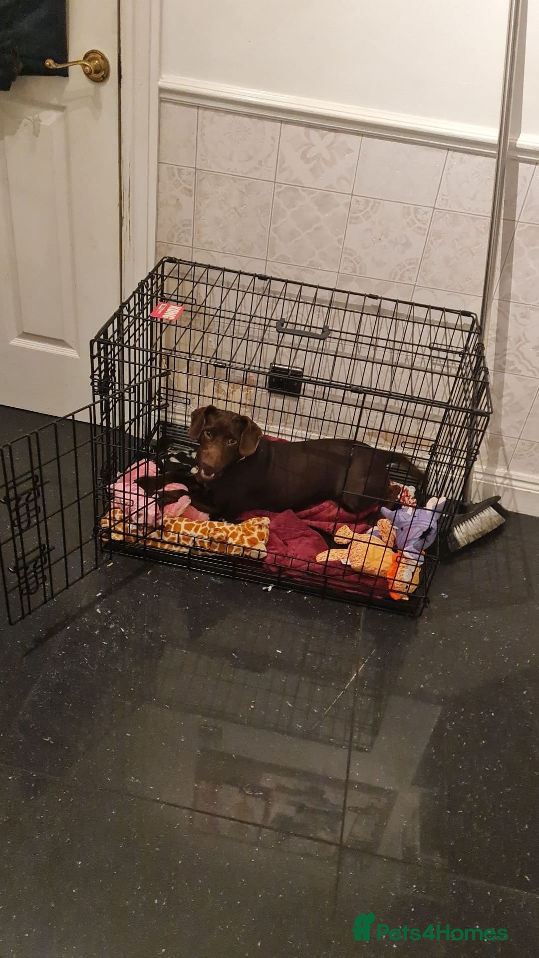 Patterjack dogs for sale: Meet Shelby, currently living in Rochdale - Image 3