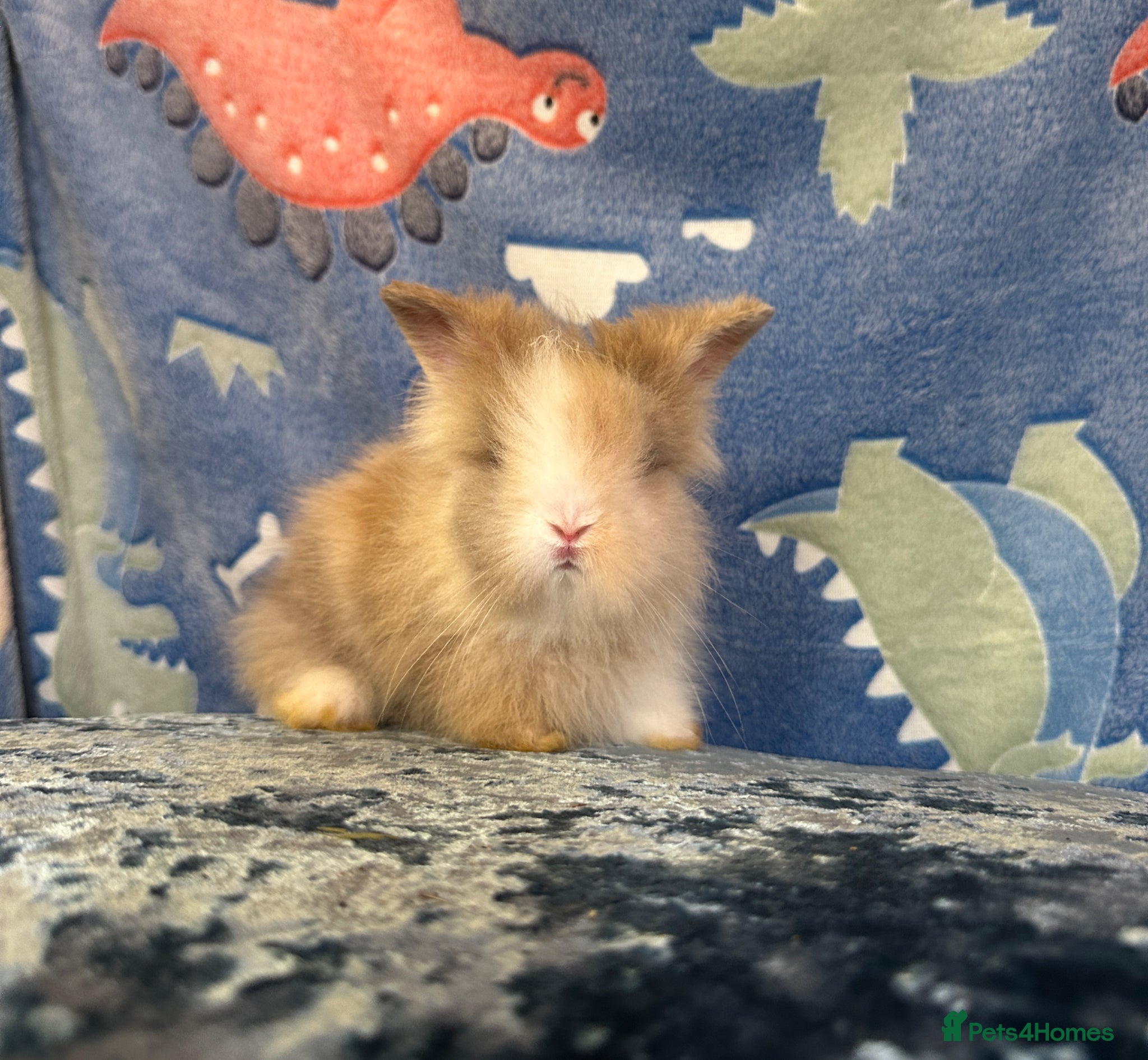 Lionhead rabbits Adorable double mane lionhead baby bunnies  - Advert 2