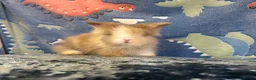 Lionhead rabbits for sale: Adorable double mane lionhead baby bunnies  - Advert 2