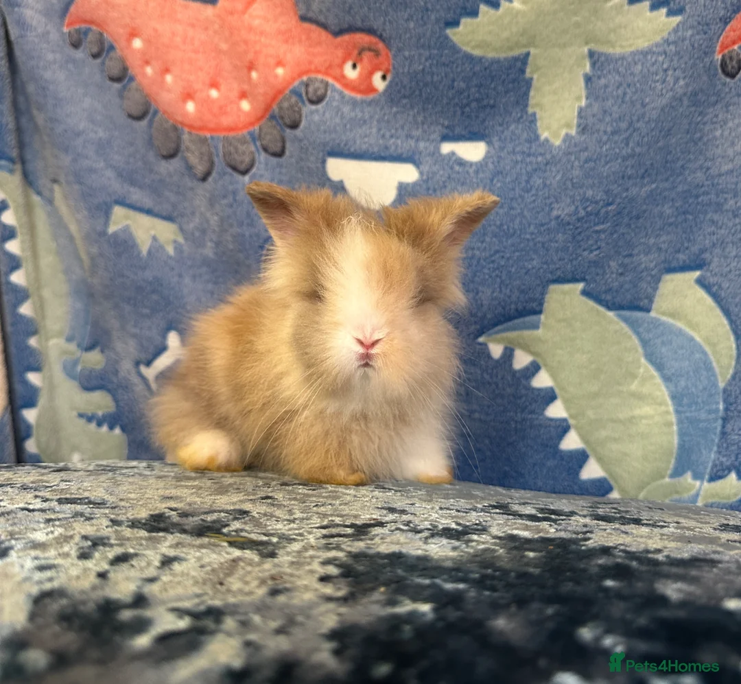 Lionhead rabbits for sale: Adorable double mane lionhead baby bunnies  - Advert 2
