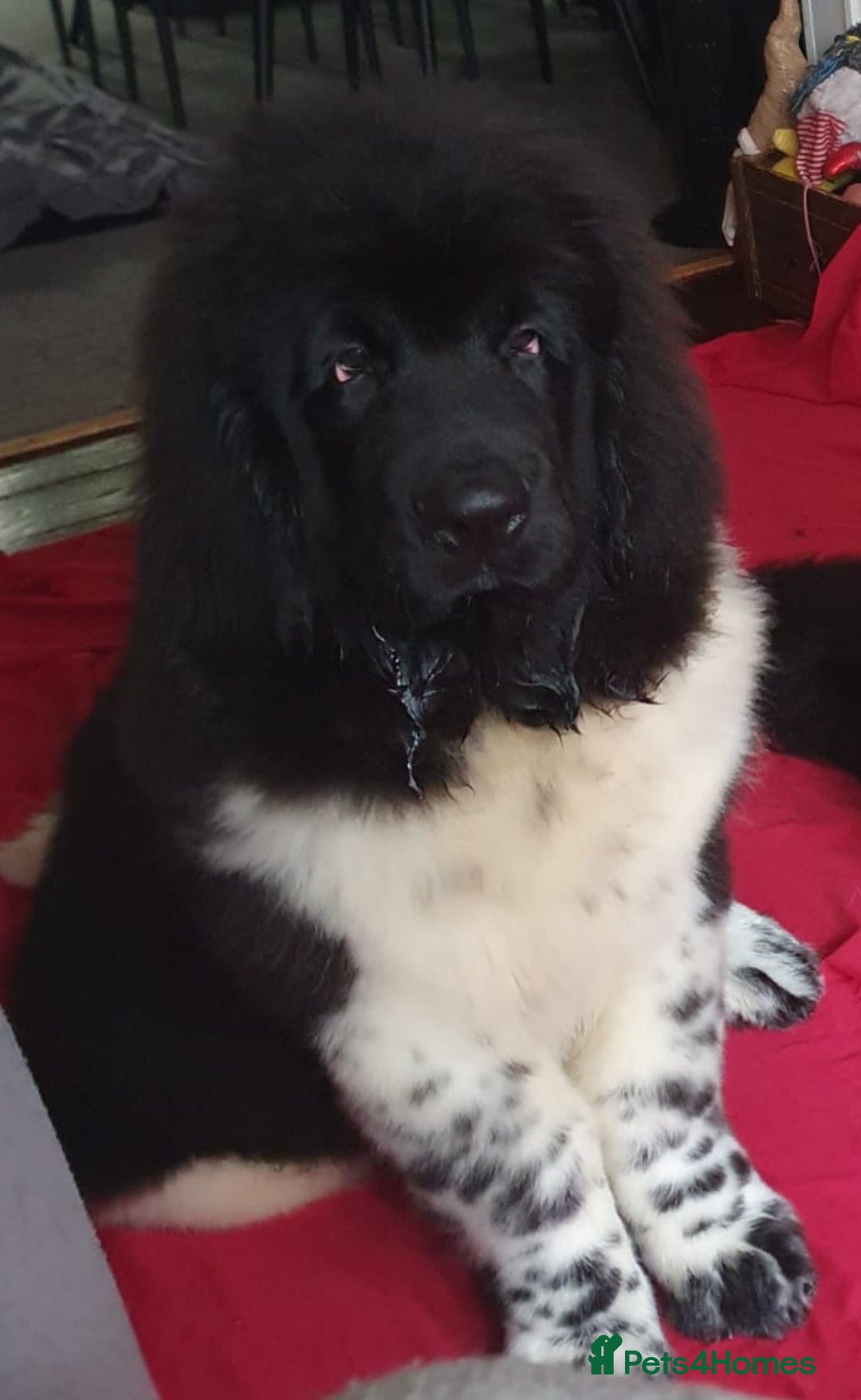 Newfoundland dogs for stud: KC REGISTERED NEWFOUNDLAND STUD HEALTH TESTED  in Basildon - Advert 27