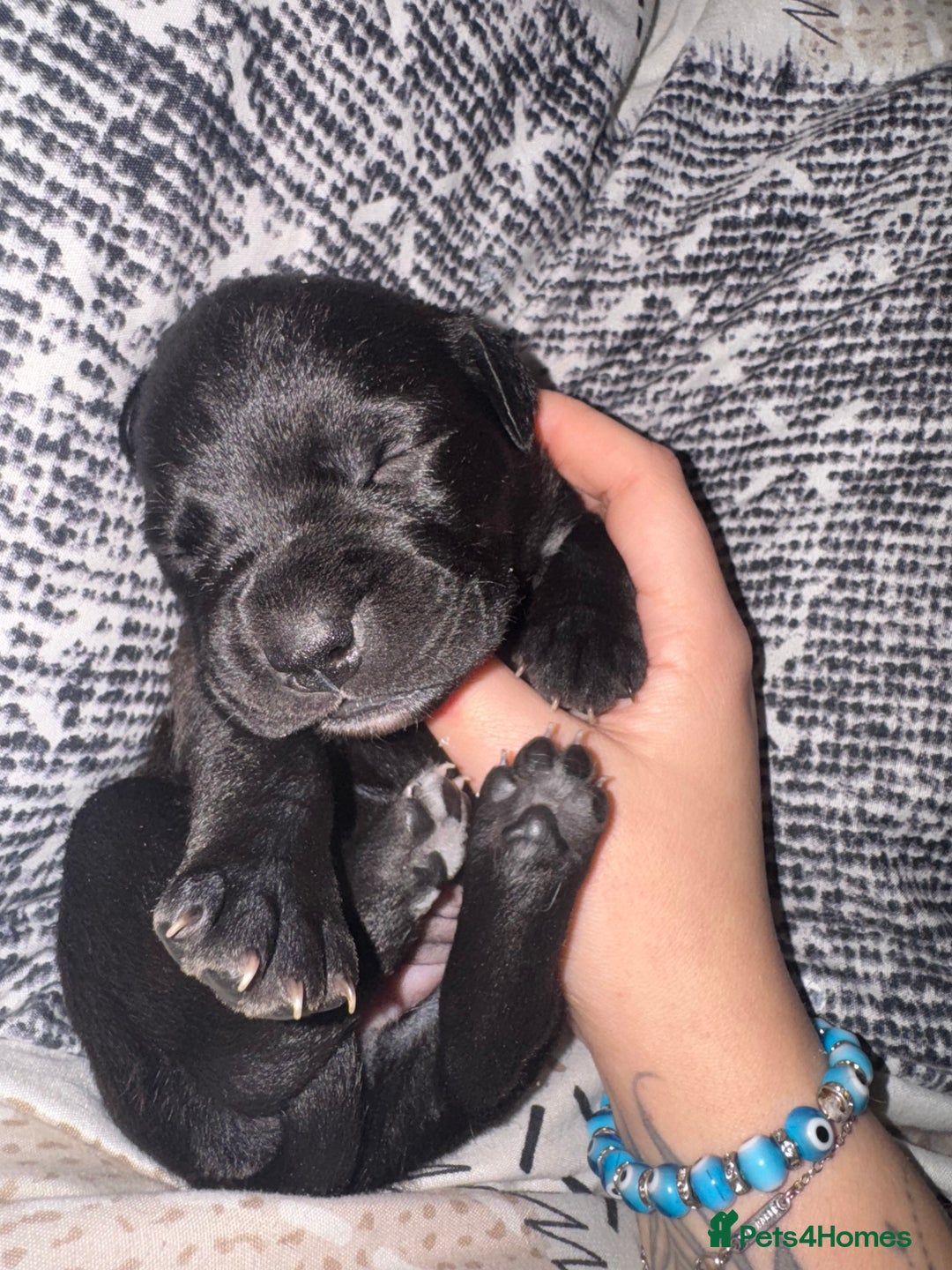 Staffordshire Bull Terrier dogs for sale: Gorgeous staffy puppies  - Advert 15