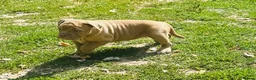 Olde English Bulldogge dogs for sale: Olde Tyme English bulldogge  in Newark - Advert 5