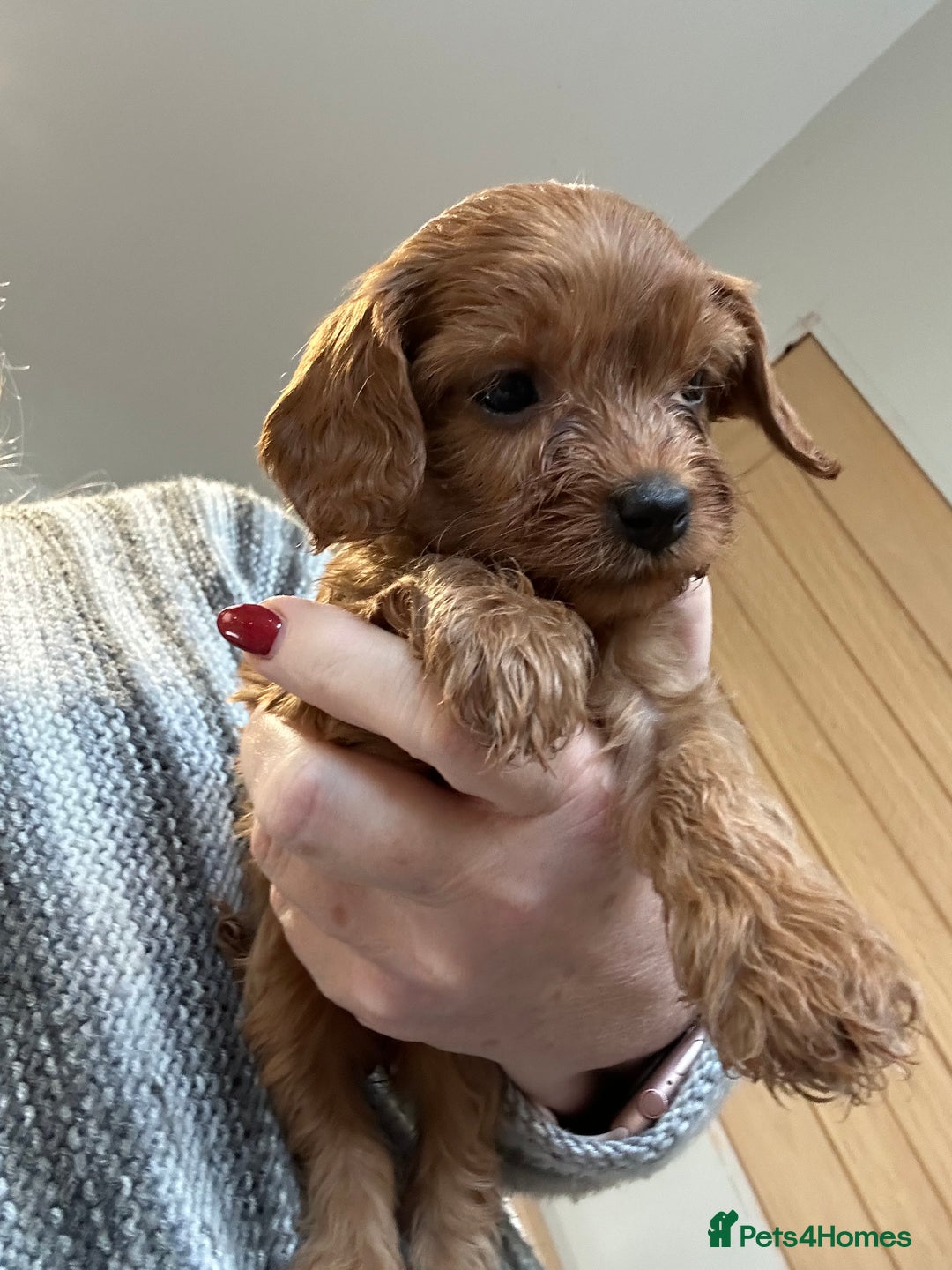 Cavapoo dogs for sale: Cavapoo puppies - Advert 3