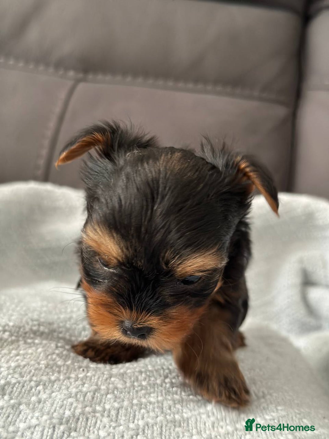 Yorkshire Terrier dogs for sale: Miniature Yorkie Puppies – Boy and Girl - Advert 5